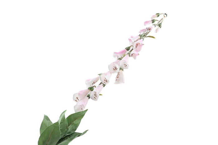 <h4>Digitalis White Pink</h4>