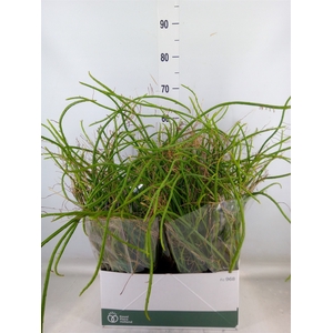 Rhipsalis   ...