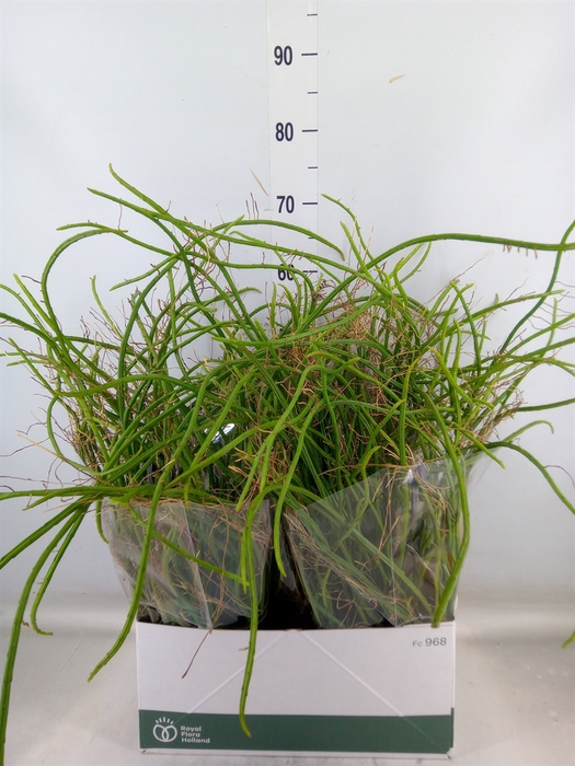 <h4>Rhipsalis   ...</h4>
