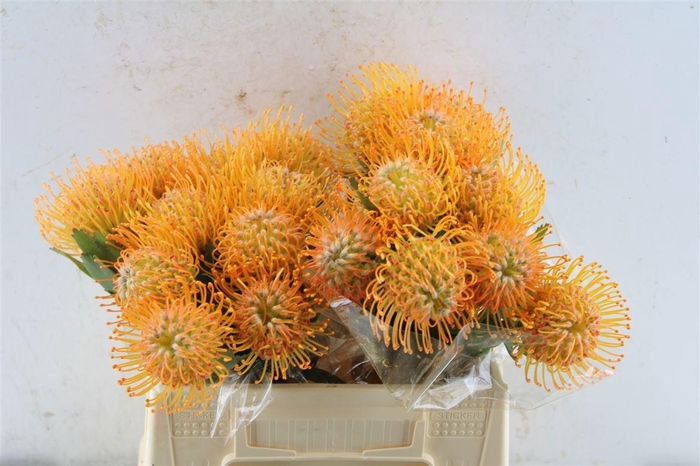 <h4>LEUCO SOLEIL</h4>