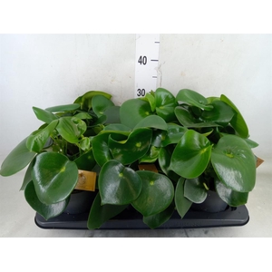 Peperomia polybotrya 'Raindrop'