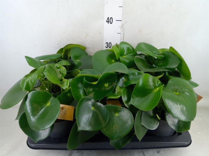 <h4>Peperomia polybotrya 'Raindrop'</h4>