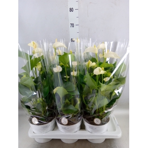 Anthurium andr. 'White Champion'