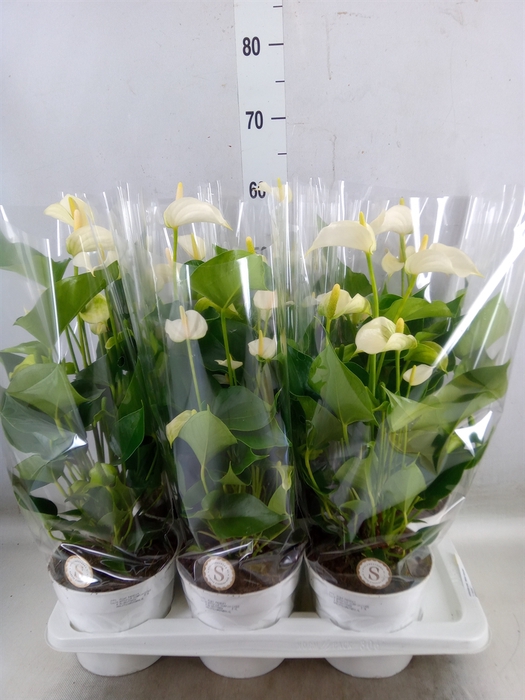 <h4>Anthurium andr. 'White Champion'</h4>