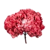 Hydrangea Xl Pin09