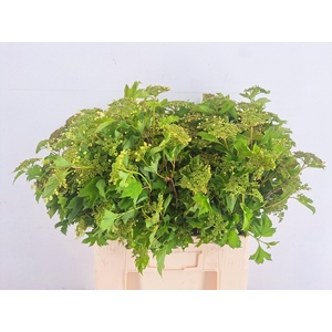 VIBURNUM OPULUS BLOEIEND