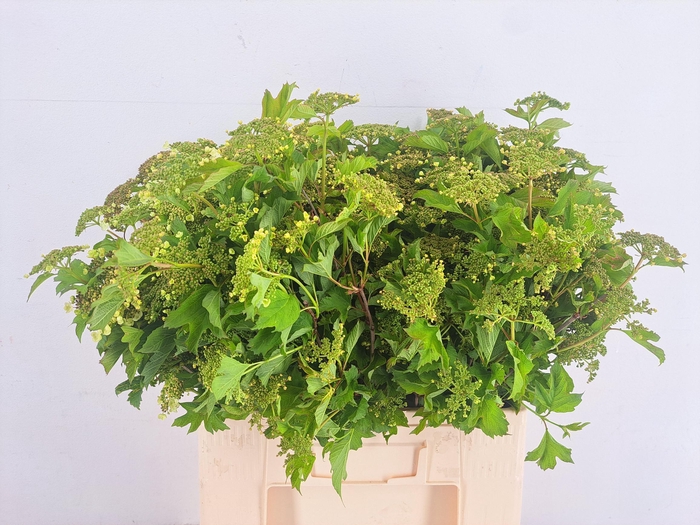 <h4>VIBURNUM OPULUS BLOEIEND</h4>