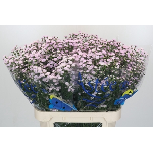 Aster Baby Pink Pearl
