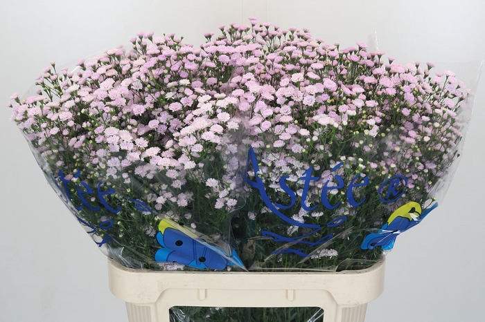 <h4>Aster Baby Pink Pearl</h4>