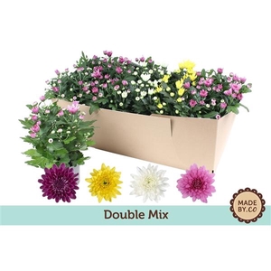 Chrysant Double Mix in SV.Box