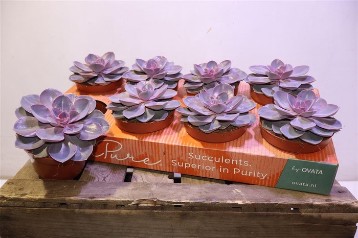 <h4>Echev Purple Pearl</h4>