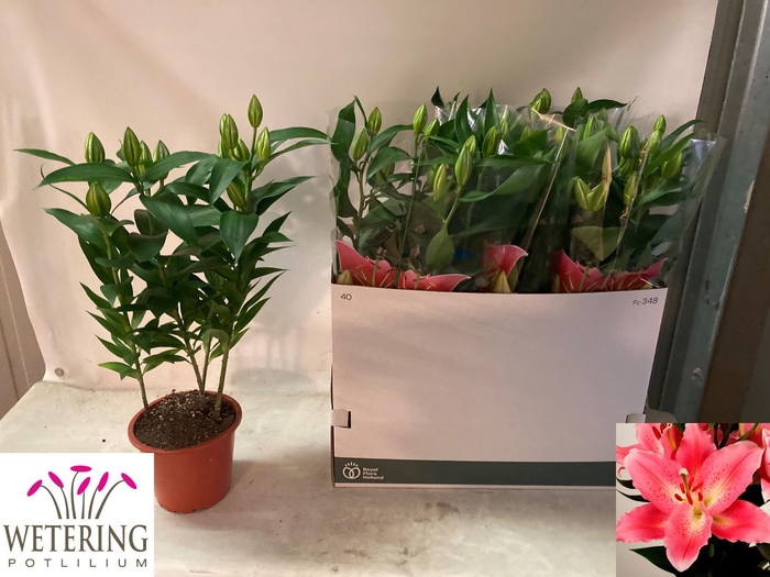 <h4>LIL OR SUNNY CAMINO</h4>