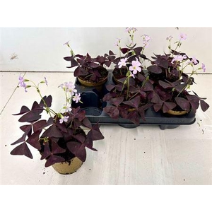 Oxalis Triangularis
