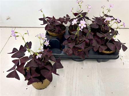 <h4>Oxalis Triangularis</h4>