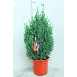 Juniperus chinensis Stricta