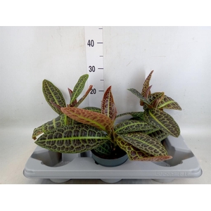 Labisia obtusifolia 'Kura Kura'