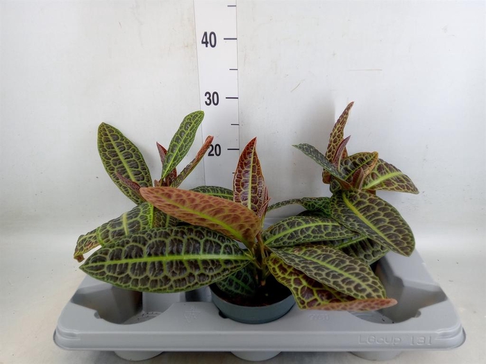 <h4>Labisia obtusifolia 'Kura Kura'</h4>