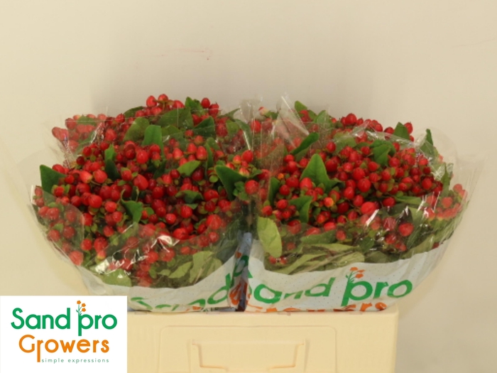 <h4>HYP MAG TRIUMPH</h4>