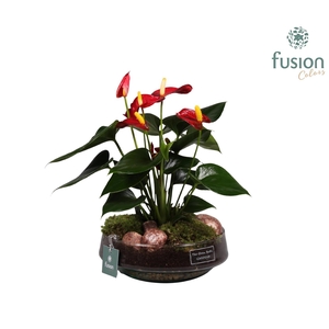 Green Bottle Iris met anthurium