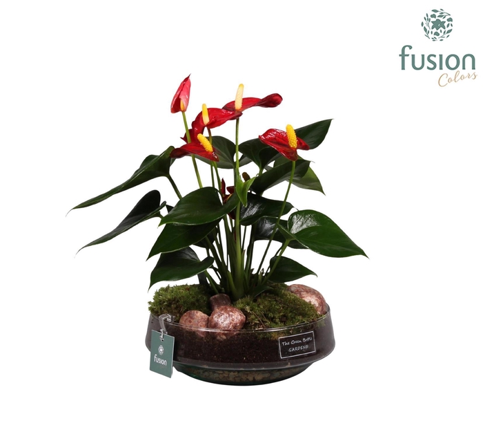 <h4>Green Bottle Iris met anthurium</h4>