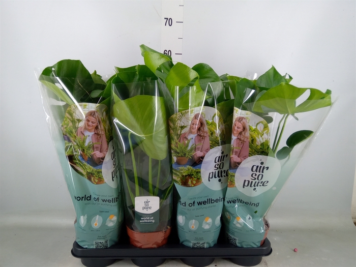<h4>Monstera delic.</h4>