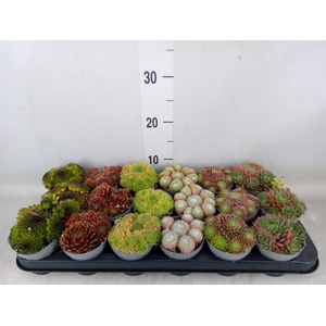 Sempervivum   ...