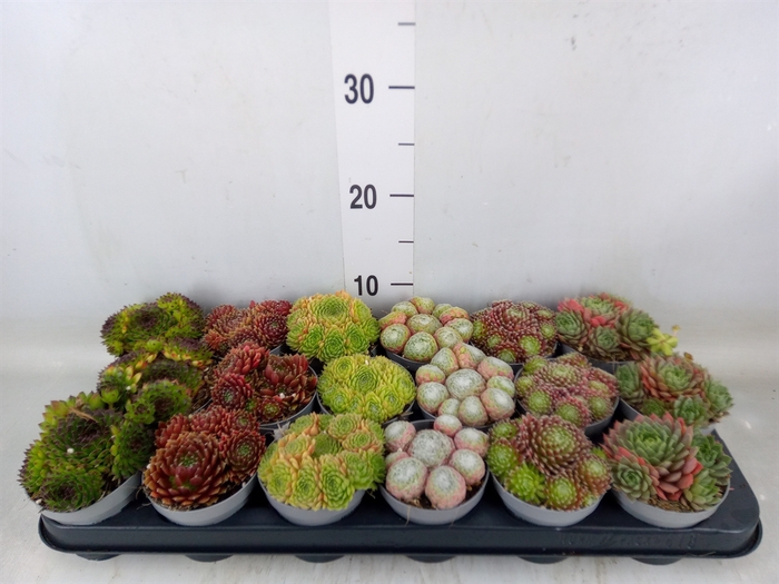 <h4>Sempervivum   ...</h4>