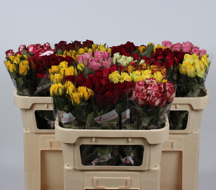 <h4>R GR GEM IN FUST</h4>