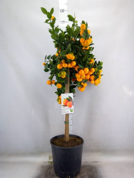 <h4>Citrus   ...</h4>