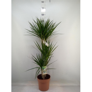 Dracaena marg.