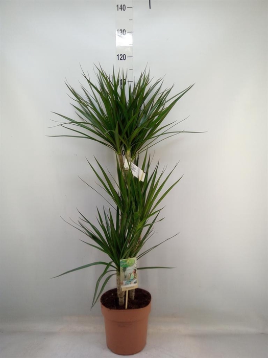 <h4>Dracaena marg.</h4>