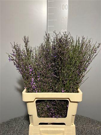 <h4>Genista Col Milka 200 Gr</h4>