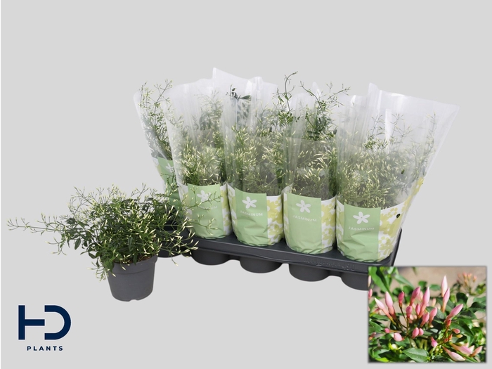 <h4>JASM POLYANTHUM WIT</h4>