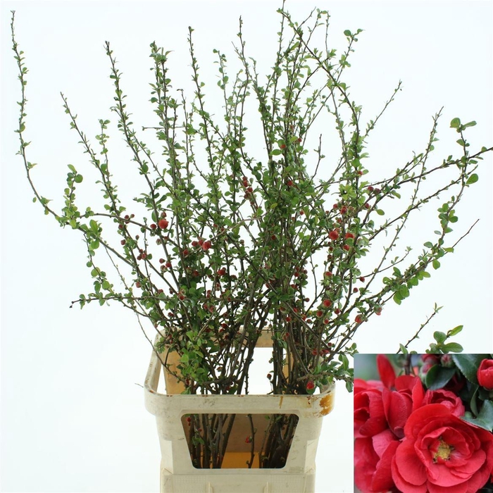 <h4>Chaenomeles Du Red</h4>