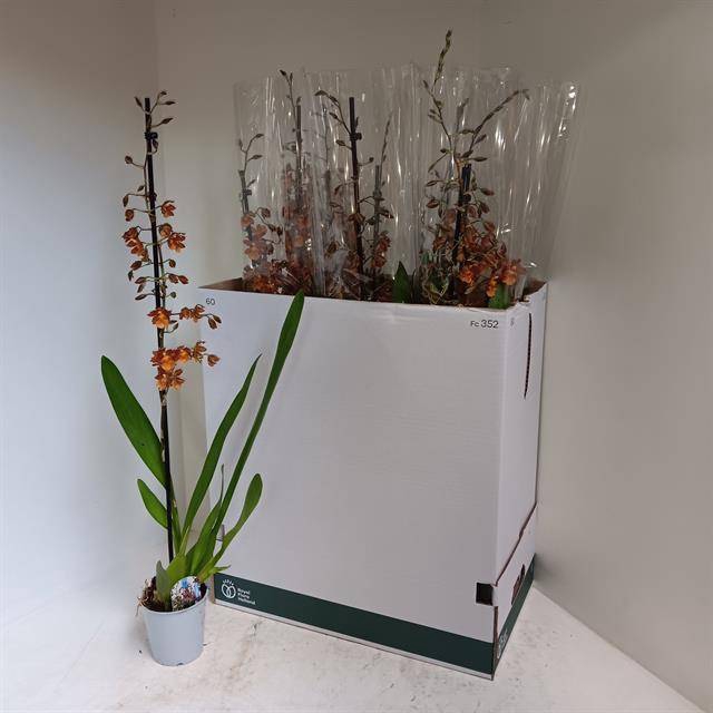 <h4>CAMBRIA CATANTE 1 TAK</h4>