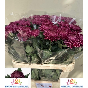 CHR G BIGOUDI PURPLE