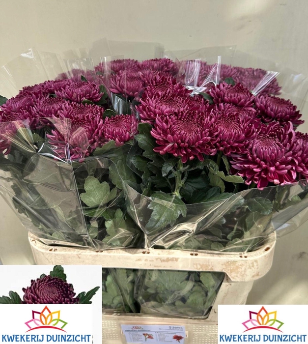 <h4>CHR G BIGOUDI PURPLE</h4>