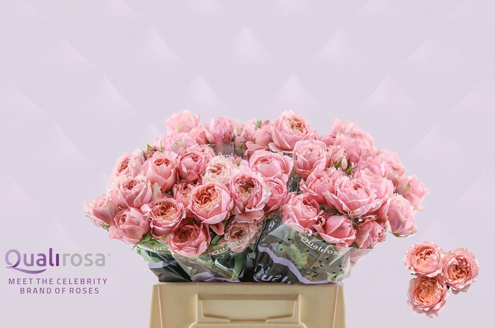 <h4>ROSA TR JULIETTA</h4>