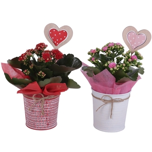 Valentine Arr. Indoor Zinc Pot Round Red/White Ø10cm 1PP