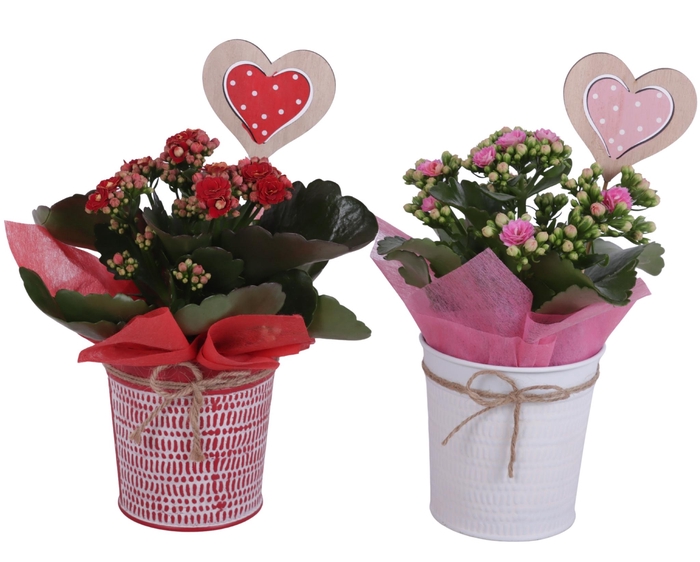 <h4>Valentine Arr. Indoor Zinc Pot Round Red/White Ø10cm 1PP</h4>