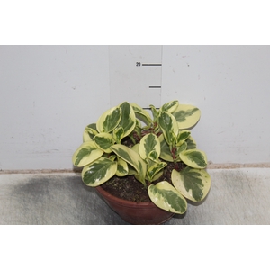 PEPEROMIA MARMORATA C21