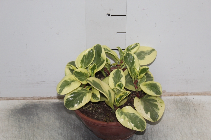PEPEROMIA MARMORATA C21