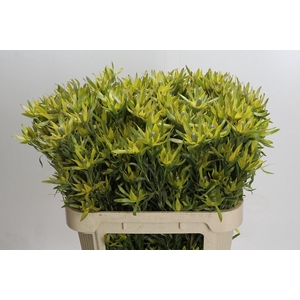 Leucadendron Pisa Spray