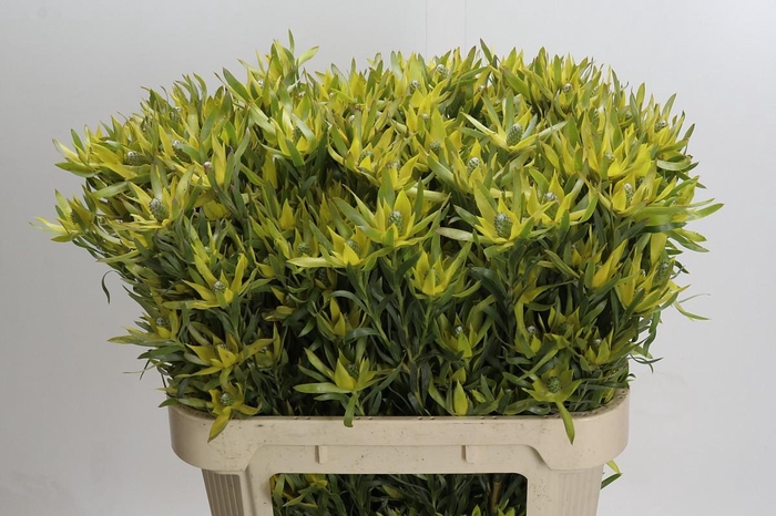 <h4>Leucadendron Pisa Spray</h4>