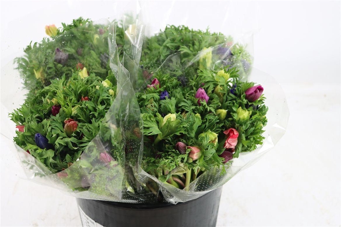 <h4>Anem Co Jerusal Mixed</h4>