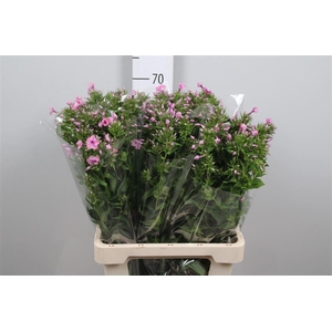 Phlox P Kiki