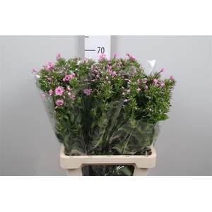 Phlox P Kiki