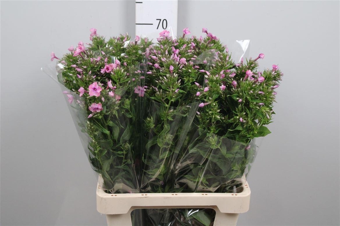 <h4>Phlox P Kiki</h4>