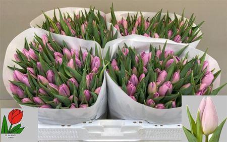 <h4>Tu En Candy Prince</h4>