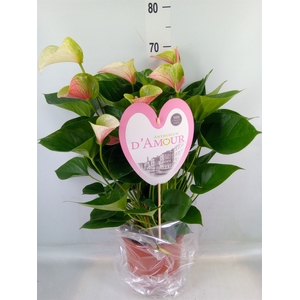 Anthurium andr. 'Fantasy Love'